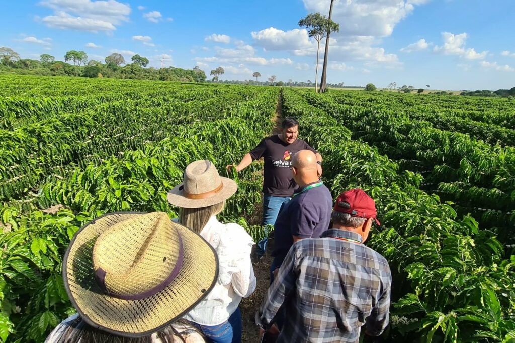 Robusta Amazônico